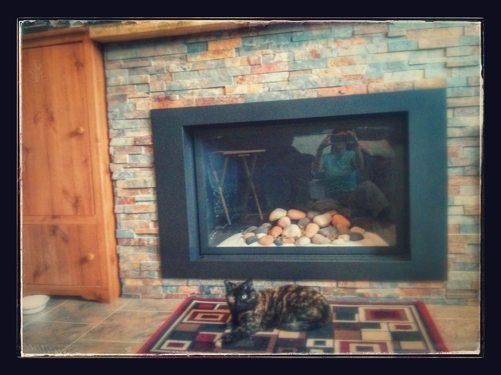 Zoe the cat and fireplace