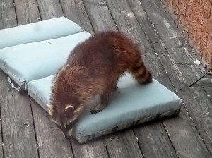Raccoon on deck