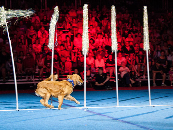 cne-superdogs