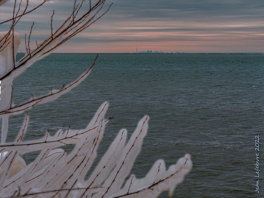 Ice-covered tree over Toronto skyline