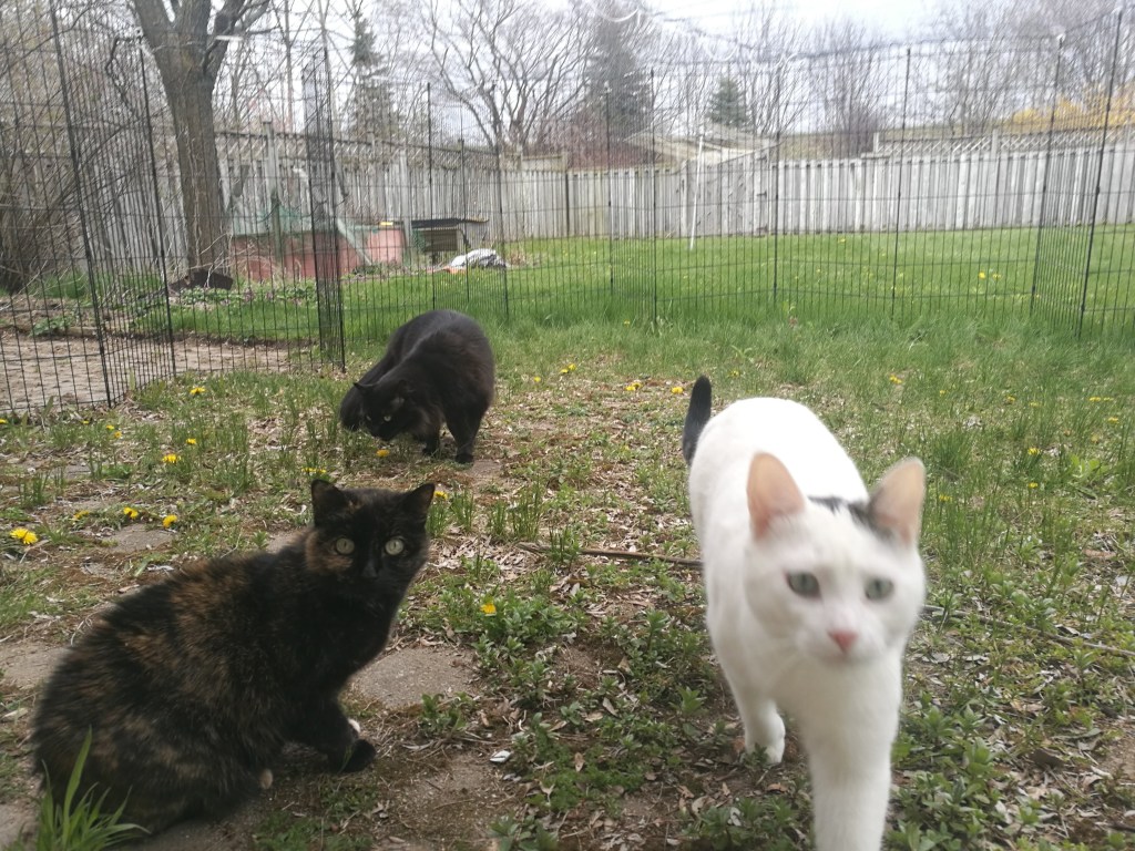 Three cats in enclosure