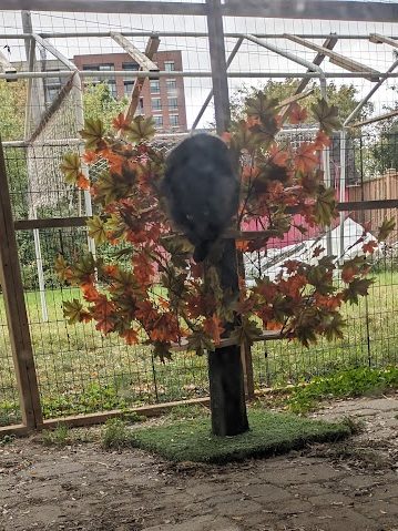 Black cat dismounting from autumn cat tree.