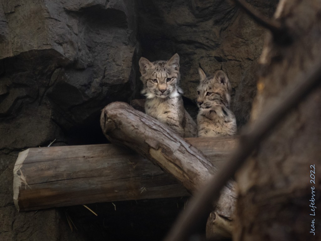 Baby lynx from Montreal Biodome.