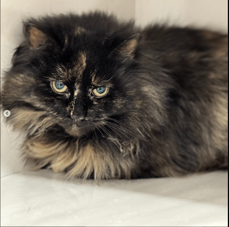 Fluffy black calico.