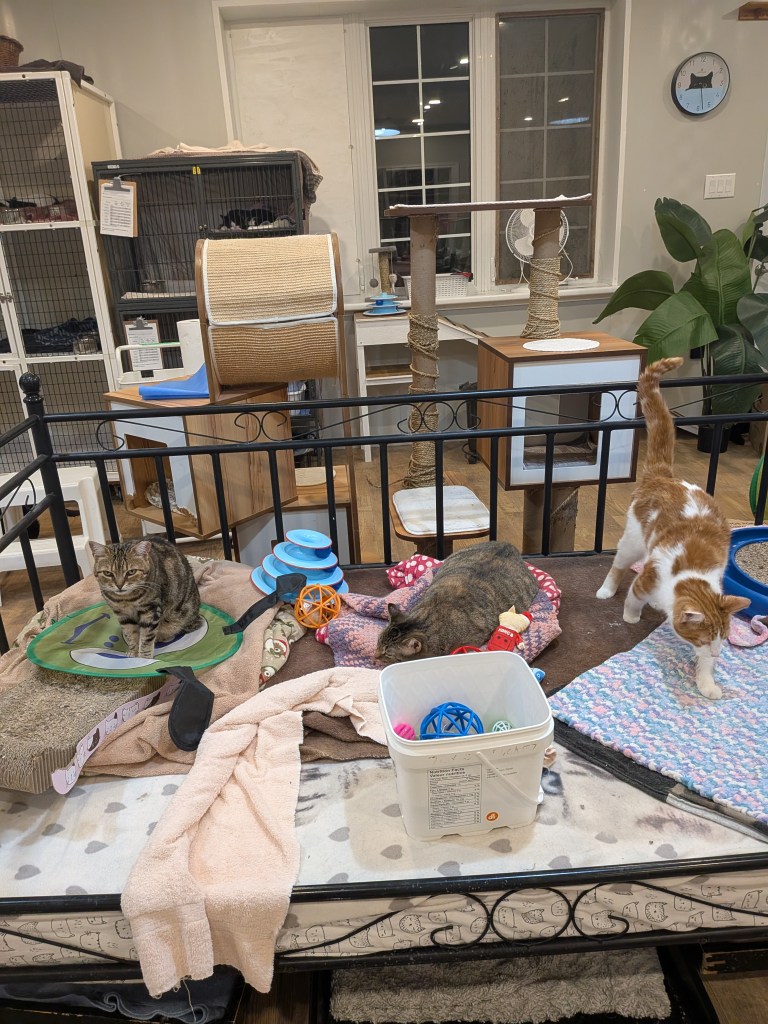 Foreground of three cats on a bed with cat trees behind and some cats in cages.