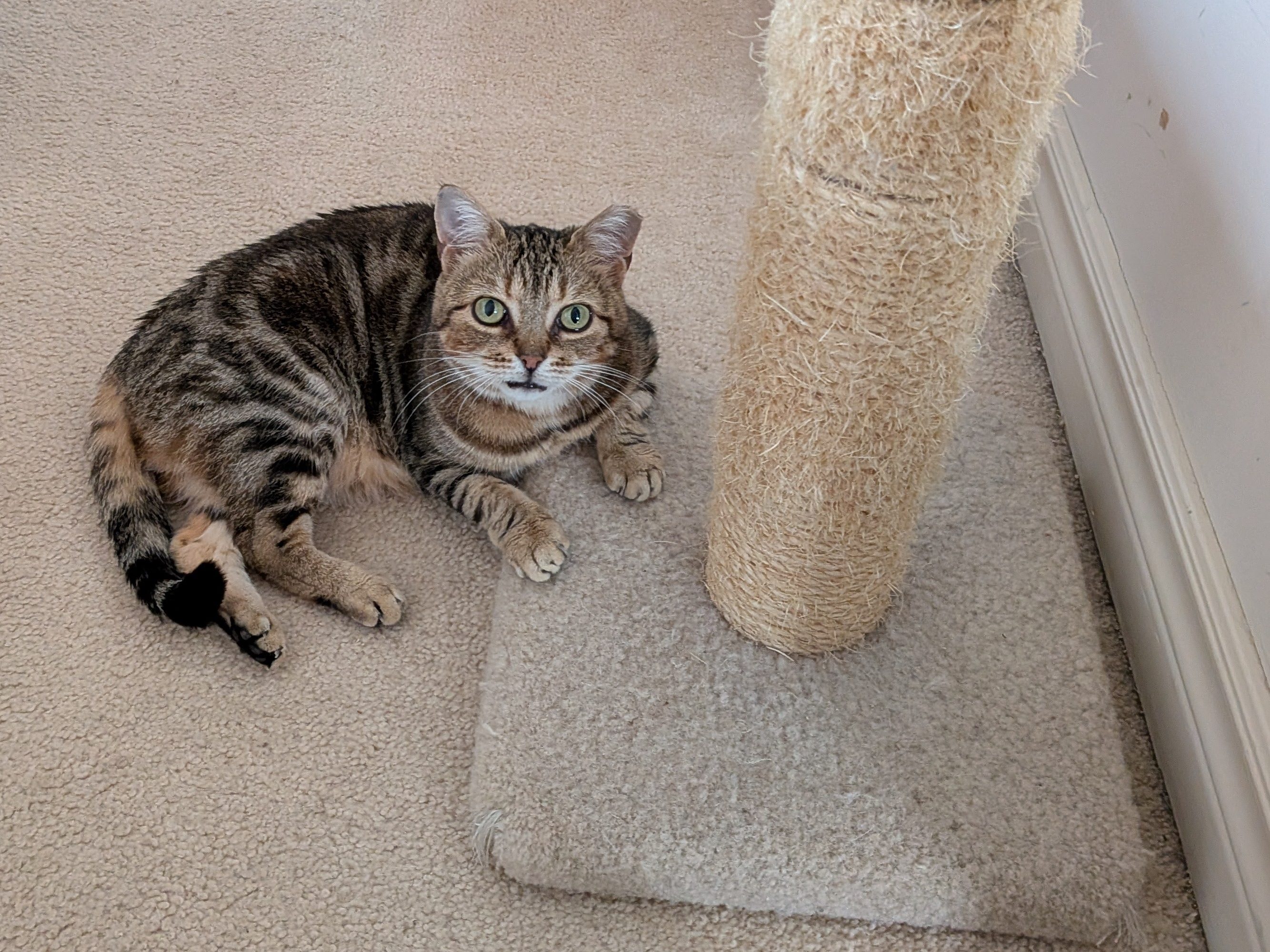 Small tabby cat sitting at a scratching post.