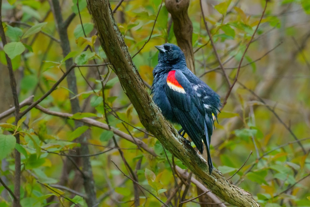 Black bird with red, yellow, and white on its wing: a Grosbeak.