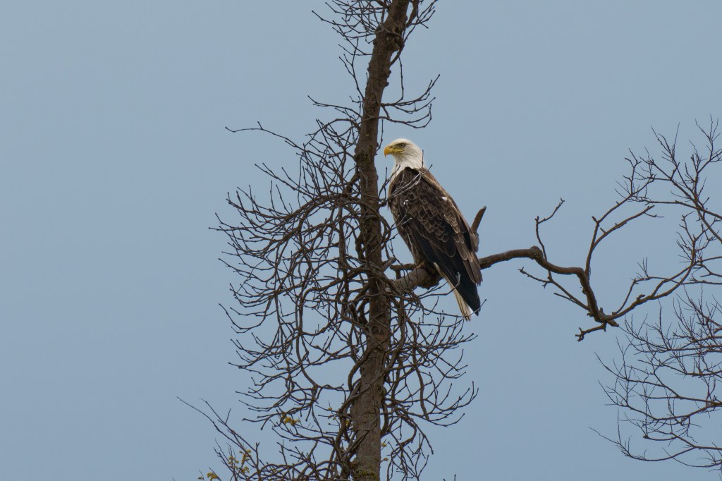 Large eagle in a sparse tree against a blue sky.