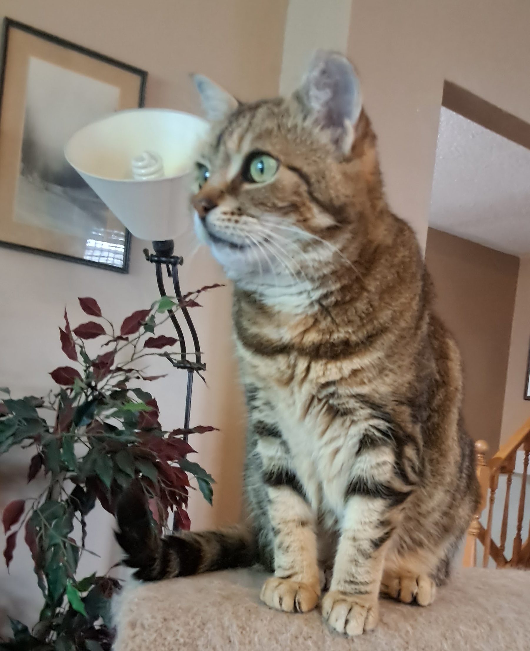 Cute little tabby cat sitting on a cat house top.